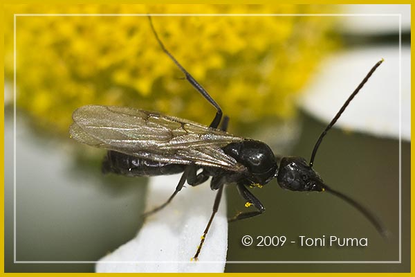 Maschio di Lasius fuliginosus su matricaria